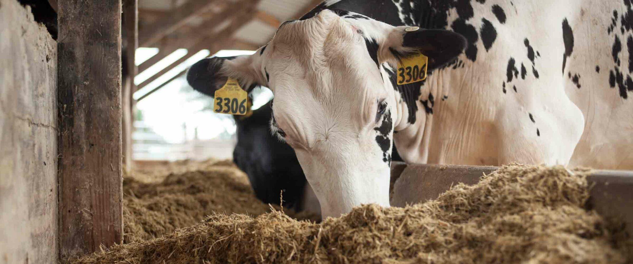 country fresh milk farms